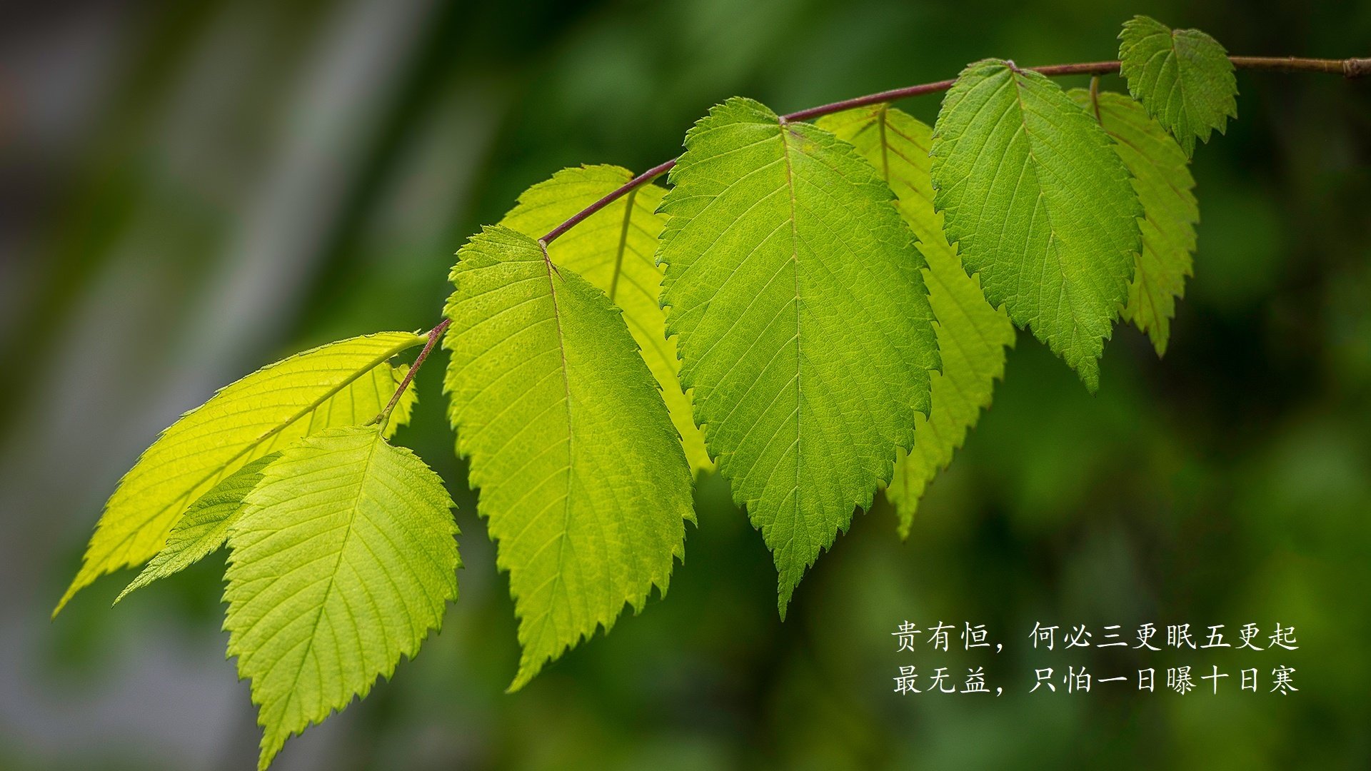 球迷投票：对联盟未来发展你有哪些建议？，对联盟的意见建议