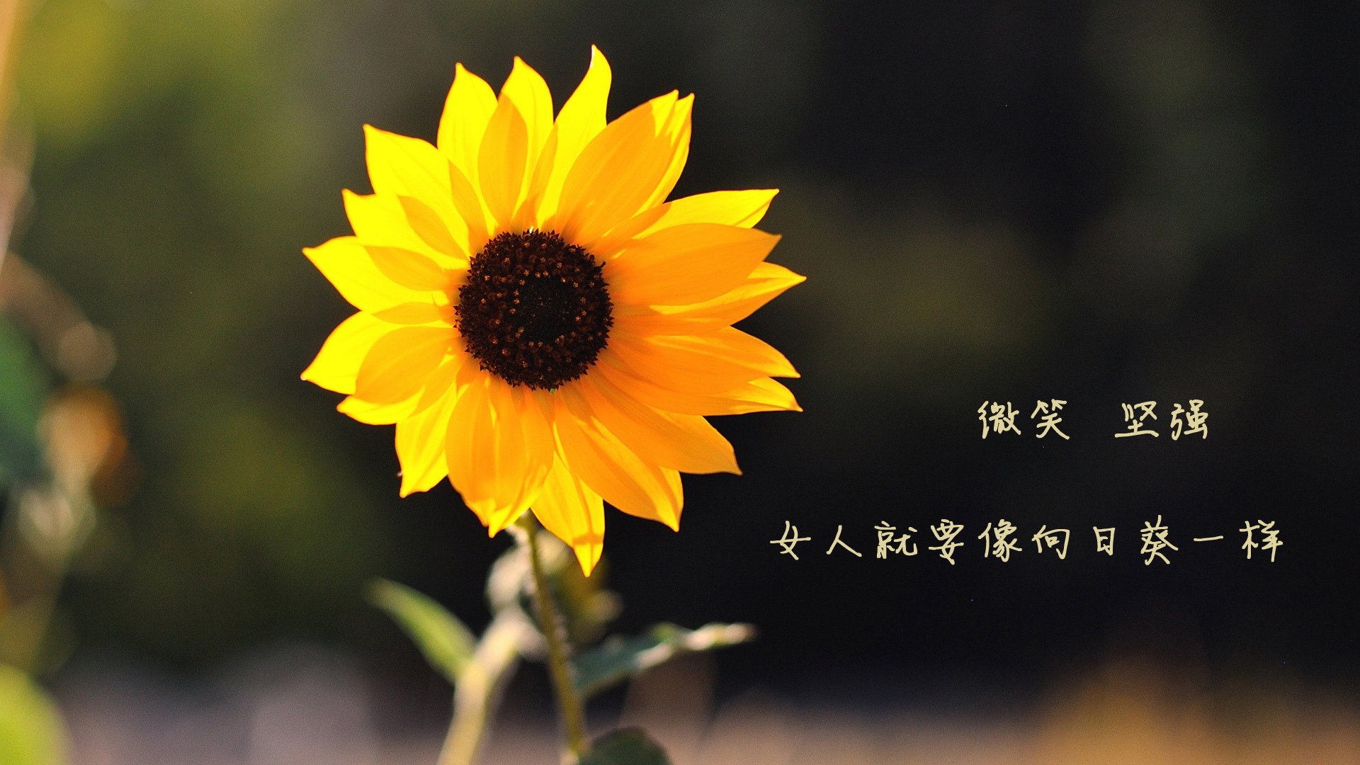 赛场风采：运动员的舞台表现和风采展示，运动员表演