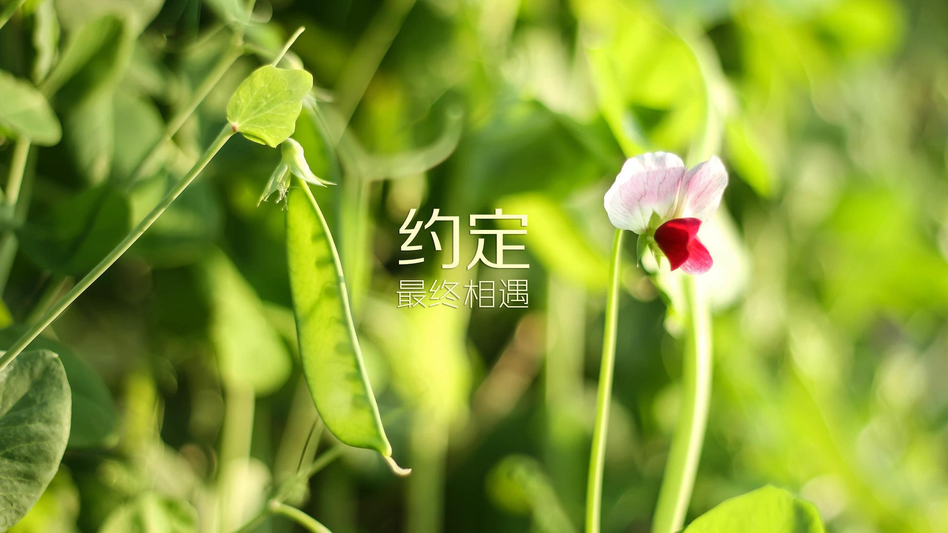 熊猫体育网址-欧洲各国豪门强强对抗，谁将成为赛场的霸主？，欧洲豪门排行榜