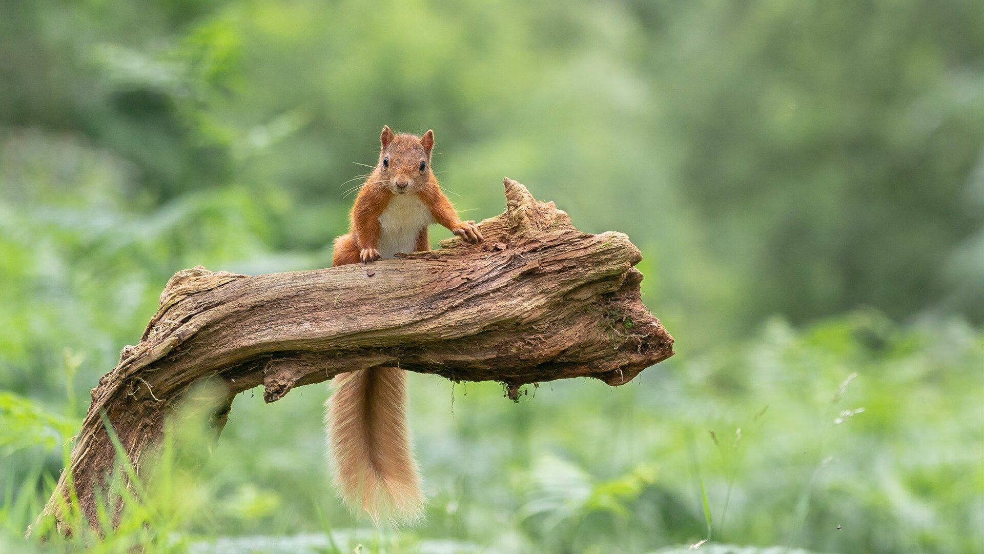 熊猫体育app官网-CBA联盟推动校园篮球计划深入中学课堂，篮球培训进校园方案