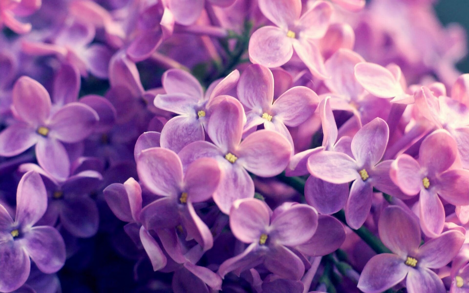 熊猫体育娱乐-LOL比赛前瞻节目深度分析备受观众喜爱，lol比赛时间安排表