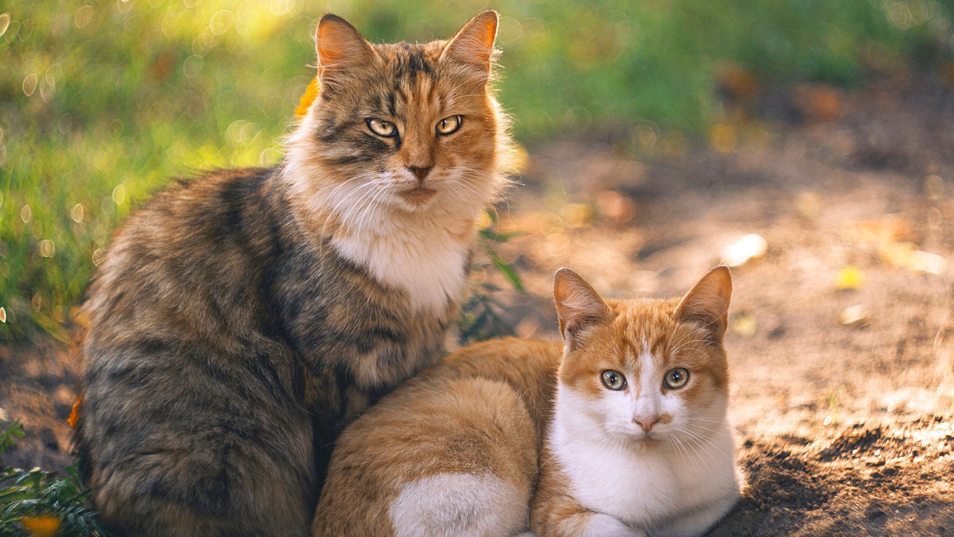 中美蝶泳稳定性评分连续三年提升,蝶泳中国