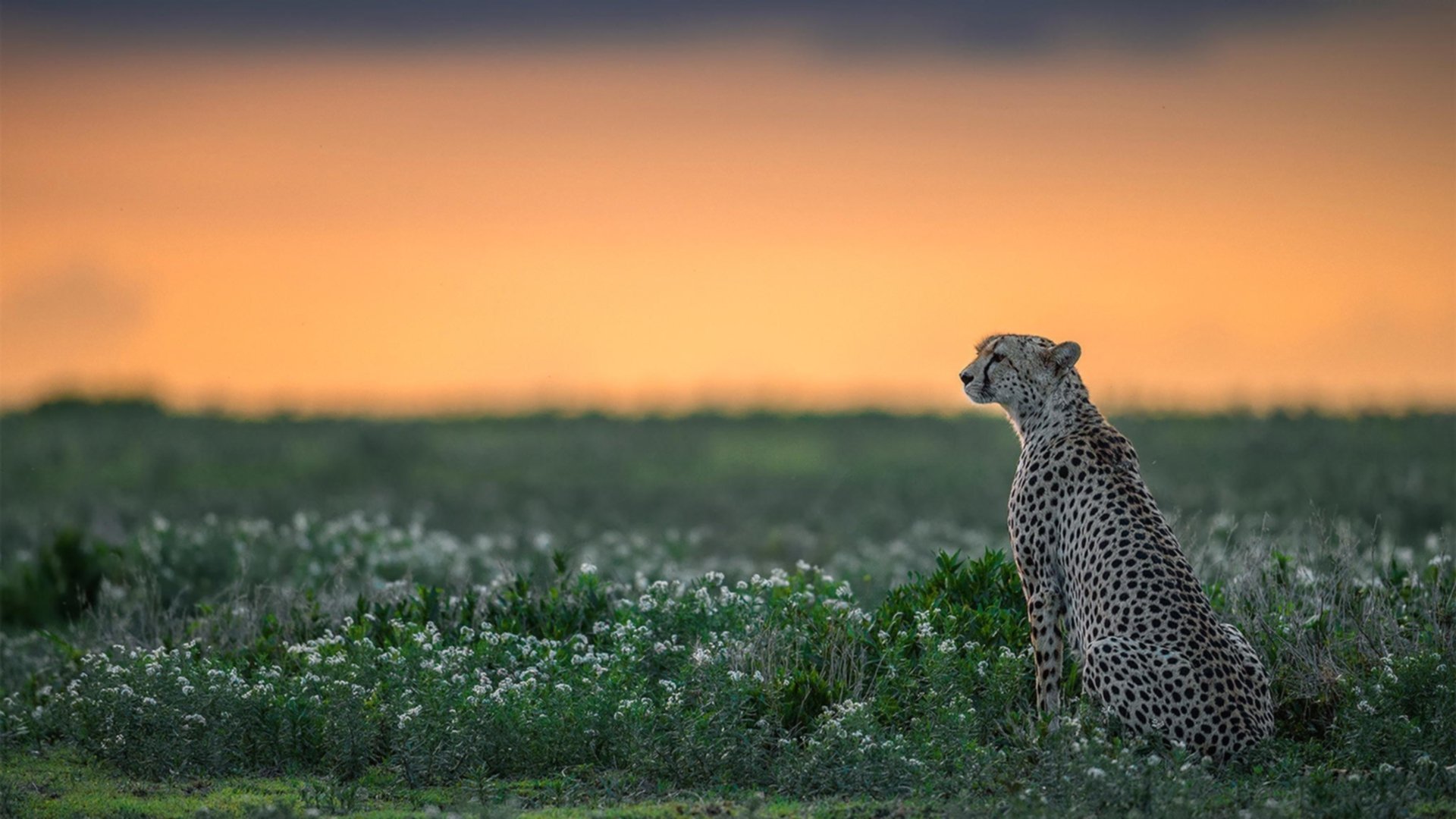 北京鸭注重球员身体恢复保障竞技状态,北京鸭的功效与作用