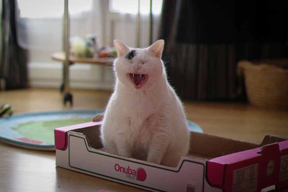 水球淘汰战突尼斯女队顽强应战,突尼斯女子篮球比赛