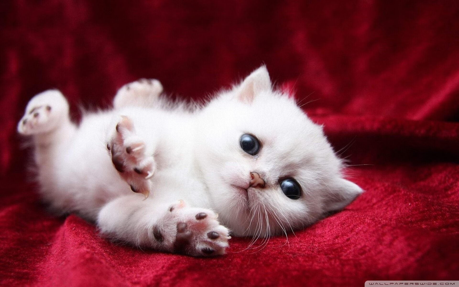 美国队接力发挥稳定赢得国际赞誉，美国队接力发挥稳定赢得国际赞誉的是谁