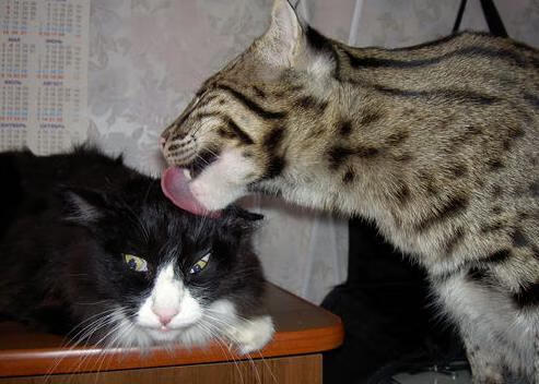 熊猫体育平台安全-诺埃·庞蒂以速度征服赛道，庞蒂亚克·菲耶罗