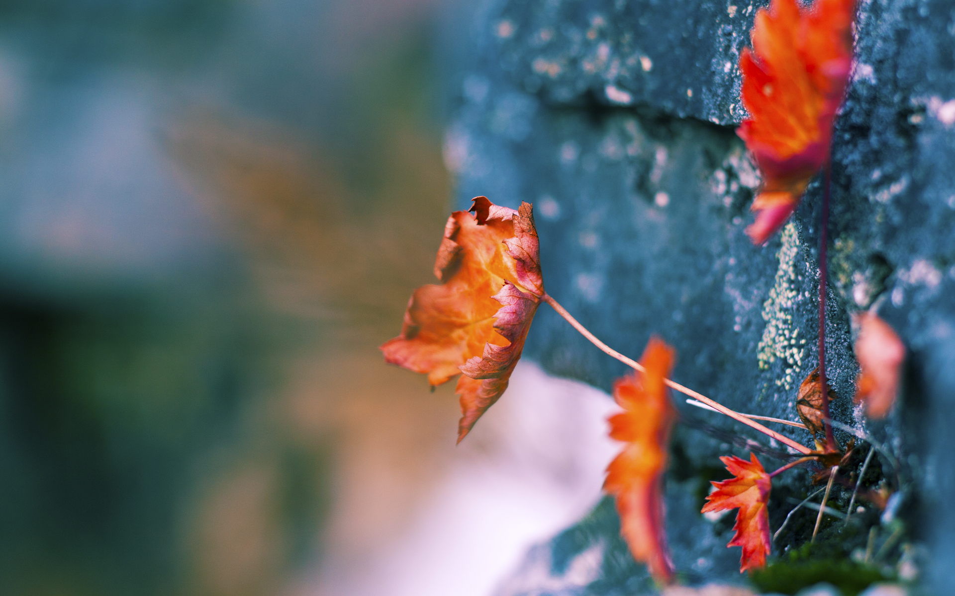 里奇·麦考:从全黑队的基石到橄榄球历史的传奇,麦奇里湖